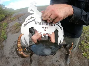 Crabba Crab Measuring Control Tool (Queensland)
