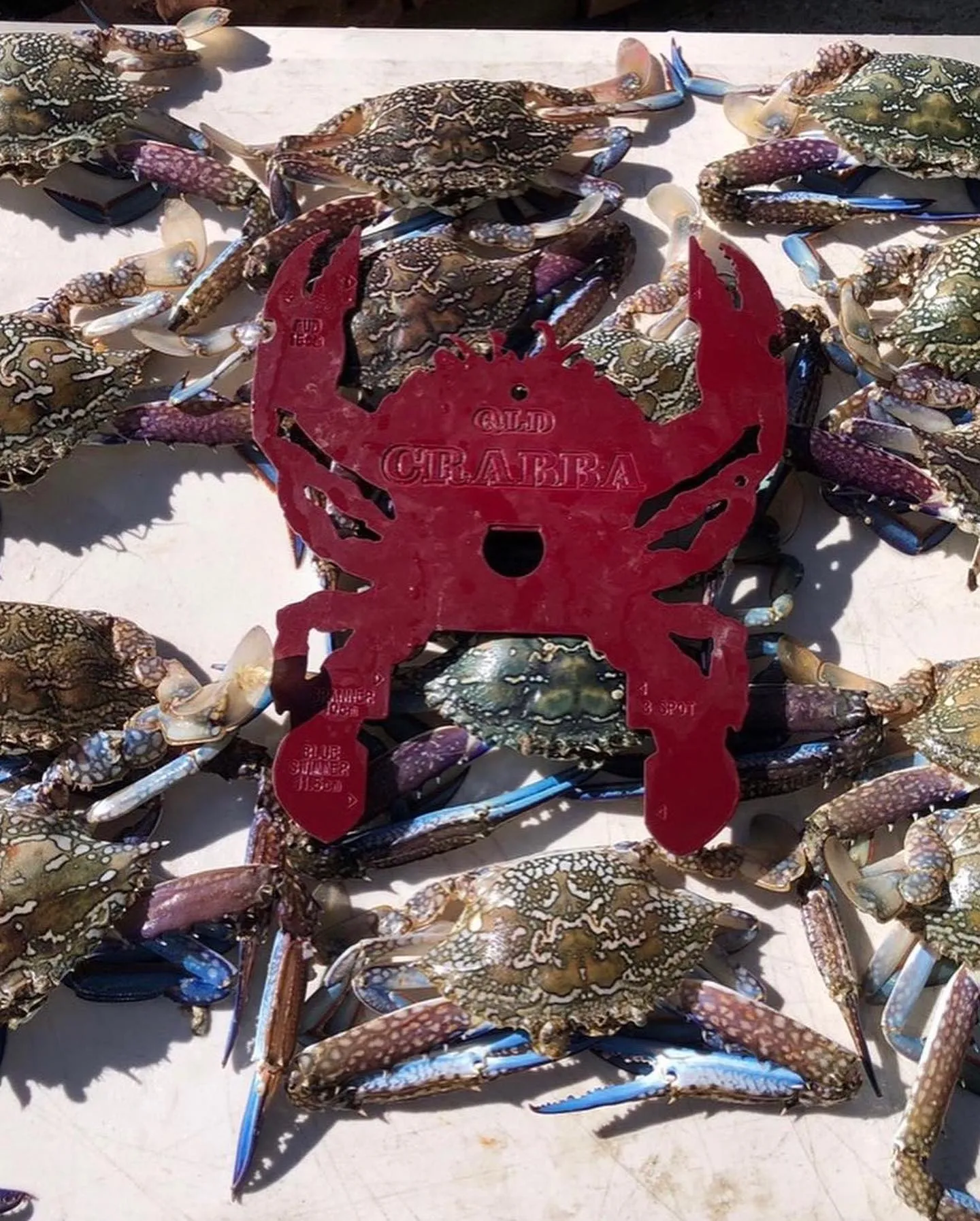 Crabba Crab Measuring Control Tool (Queensland)