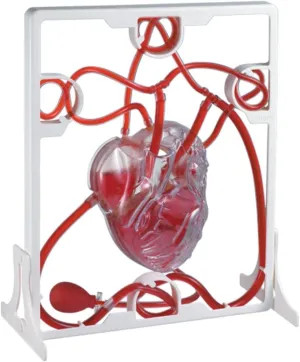 Heart Blood Circulation Model Anatomical Model, Heart Blood Circulation Biological Science Experiment for Teachers Education Teaching Human Body Model