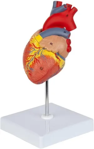 Life-Size Human Heart Model, 96% Anatomically Accurate, 48 Structures, Medical Education Teaching Tool with Study Guide